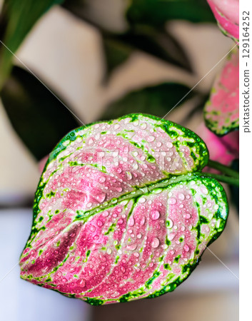 Pink leaf of aglonema, indoor plant aglonema Pink leaf of aglonema, indoor plant aglonema 129164252