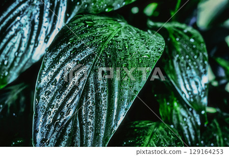 Spathiphyllum leaves background with water splashes, indoor plant spathiphyllum 129164253