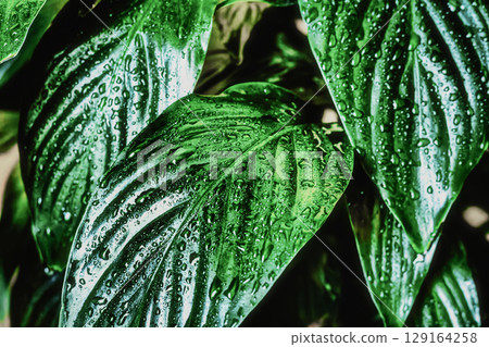 Spathiphyllum leaves background with water splashes, indoor plant spathiphyllum Spathiphyllum leaves background with water splashes, indoor plant spathiphyllum 129164258