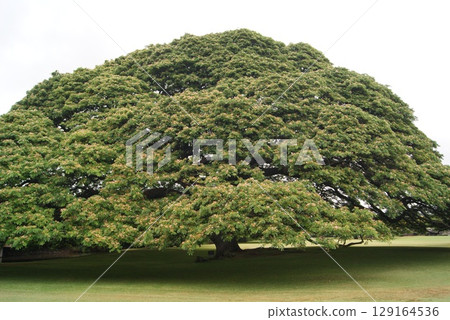 A majestic monkeypod tree stretching across a vast expanse A majestic monkeypod tree stretching across a vast expanse 129164536