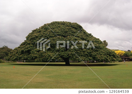 The majestic appearance of the monkeypod tree against the cloudy sky 129164539