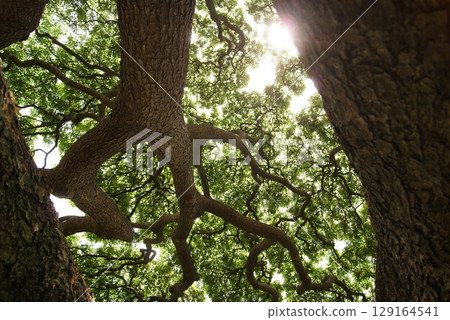 猴莢樹的樹幹和樹枝，陽光透過樹梢 129164541