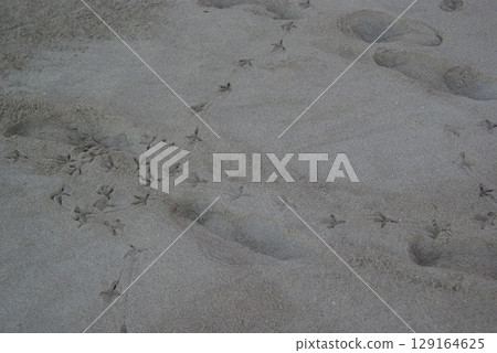沙灘上留下的海鷗足跡和微小的貝殼圖案 沙灘上留下的海鷗足跡和微小的貝殼圖案 129164625