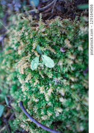Small leaves growing on moss 129164866
