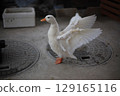 Flapping duck 129165116
