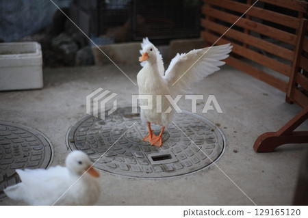 Flapping duck 129165120