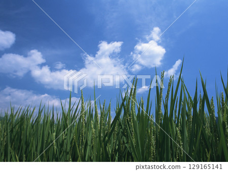 Young Green Paddy Field. High quality photo 129165141