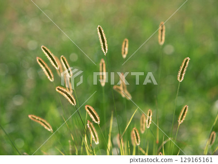 Backlit Grass Seed Heads. High quality photo 129165161