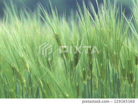 Close-up of Green Grain. High quality photo 129165168