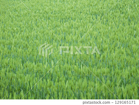 Close-up of Green Grain. High quality photo 129165171