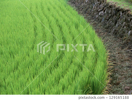 Young Green Paddy Field. High quality photo 129165188