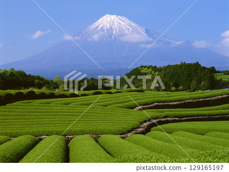 Tea garden field. High quality photo 129165197