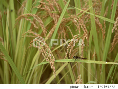 Dragonfly on Rice Stalks. High quality photo 129165278