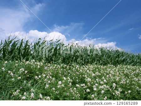 Summer Field Landscape. High quality photo Summer Field Landscape. High quality photo 129165289