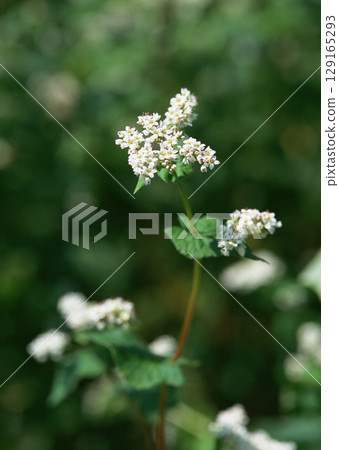 Summer Field Landscape. High quality photo 129165293