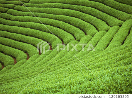 Tea garden field. High quality photo Tea garden field. High quality photo 129165295