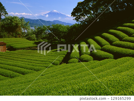 Tea garden field. High quality photo Tea garden field. High quality photo 129165299