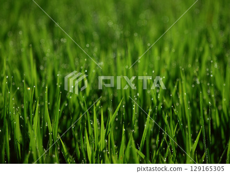 Field with green view. open space, outdoor. High quality photo 129165305