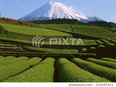 Tea garden field. High quality photo Tea garden field. High quality photo 129165311