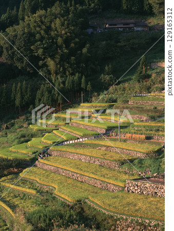 Lush Green Rice Terraces. High quality photo Lush Green Rice Terraces. High quality photo 129165312