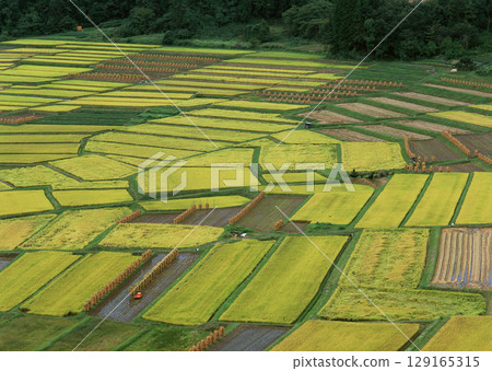 Field with green view. open space, outdoor. High quality photo 129165315