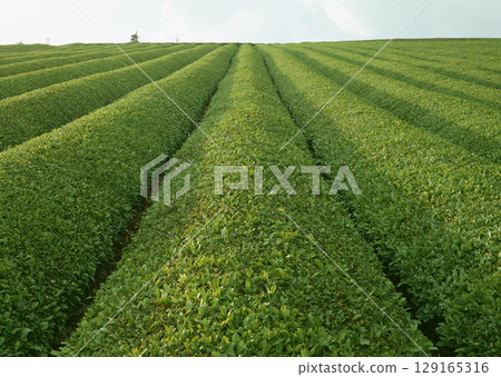 Tea garden field. High quality photo Tea garden field. High quality photo 129165316