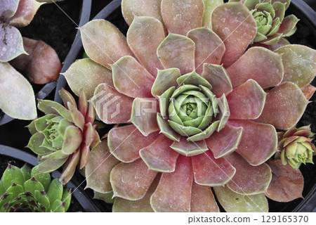 Crassulaceae, Echeveria, Echeverien, Magnoliophyta, Rosidae. High quality photo 129165370