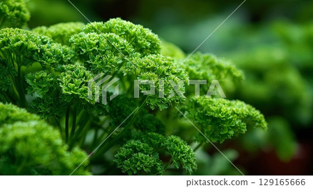 Fresh Green Parsley Close-Up in Garden Setting 129165666
