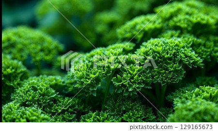 Fresh Green Curly Parsley Close-Up in Garden 129165673
