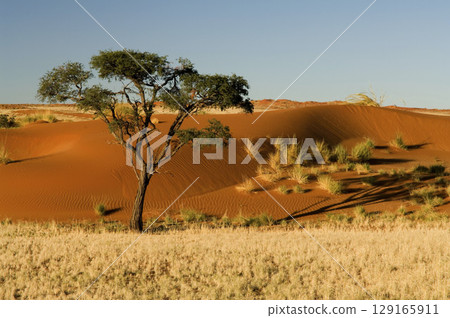 Dune landscape in the Namib desert, Desert Lodge, sunrise, Namibia, Africa Dune landscape in the Namib desert, Desert Lodge, sunrise, Namibia, Africa 129165911