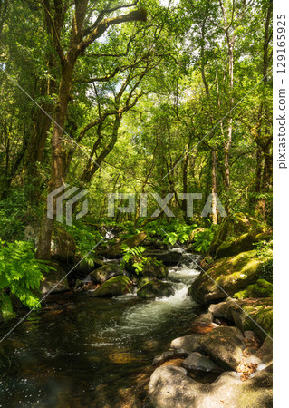 Water Stream in Forest Water Stream in Forest 129165925