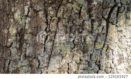 Natural Texture: Crust Roughness 129165927