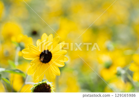 夏季向日葵與蜜蜂採集花蜜 129165986