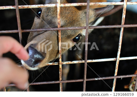 Protected and bred deer Protected and bred deer 129166059