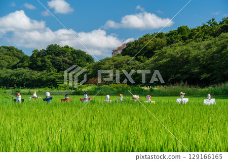 稻田稻草人 稻田稻草人 129166165