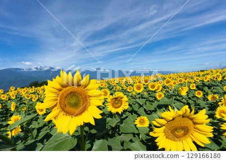 A beautiful summer scene with blue skies and expansive sunflower fields A beautiful summer scene with blue skies and expansive sunflower fields 129166180