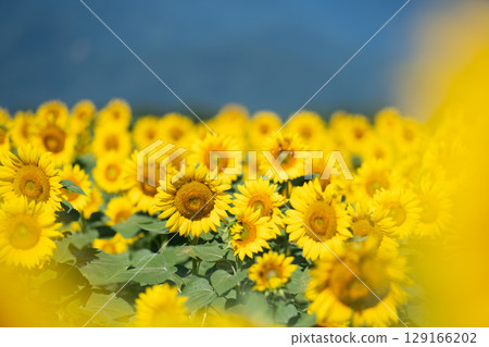 Sunflowers blooming towards the sun 129166202