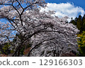 A large white Somei-Yoshino cherry tree with spreading branches blooms in Esashi Fujiwara-no-Sato, Hiraizumi Historical Park A large white Somei-Yoshino cherry tree with spreading branches blooms in Esashi Fujiwara-no-Sato, Hiraizumi Historical Park 129166303