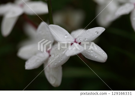 Atsushi cherry blossoms and raindrops Atsushi cherry blossoms and raindrops 129166331