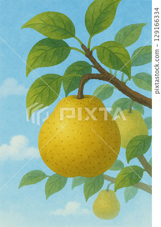 Watercolor illustration of pear fruit and branch (blue sky background) Watercolor illustration of pear fruit and branch (blue sky background) 129166334