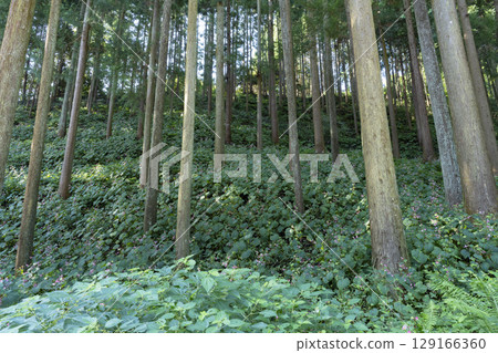 Shukidou之花 129166360