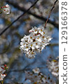 Hokkaido April cherry blossom scenery: Cherry blossoms in full bloom at Toda Memorial Cemetery Park against the blue sky Hokkaido April cherry blossom scenery: Cherry blossoms in full bloom at Toda Memorial Cemetery Park against the blue sky 129166378