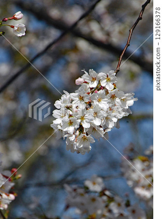 北海道四月櫻花：藍天映襯下的戶田紀念墓園櫻花盛開 129166378