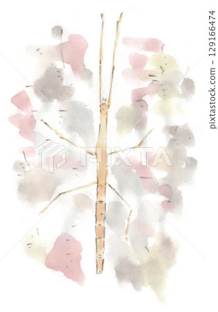 常見的夏季生物－竹節蟲的水彩畫 129166474