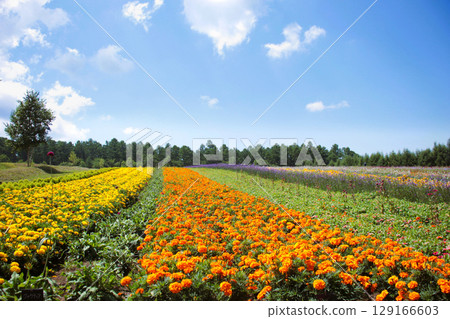 A hill covered in colorful flowers A hill covered in colorful flowers 129166603
