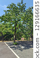 Persimmon tree in the parking lot at work 129166635