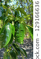 Persimmon fruit in June 129166636