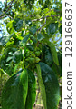 Persimmon fruit in June 129166637