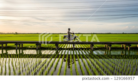 Motorcyclist Riding Across a Wooden Bridge over Green Rice Fields at Sunset with Flying Birds 129166957