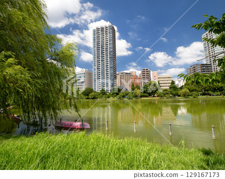 Ueno Shinobazu Pond, Tokyo 129167173